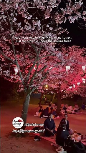 A Sakura Picnic in Kyushu 🌸 Kizan Park, Hita City