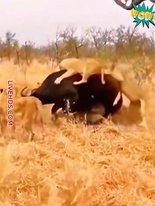 267K views · 1.1K reactions | Buffalo attack to Hynes | Alien Relics | Facebook