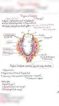 Phylum Porifera in 3 minutes 👍🏼