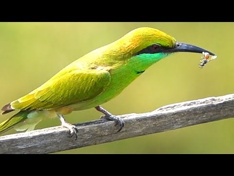 small green bee eater eating bee in super slow motion
