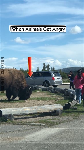 When Animals Get Angry | Garrett Clayton