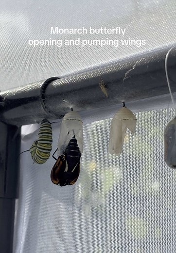 Monarch Butterfly Opening and Pumping Wings