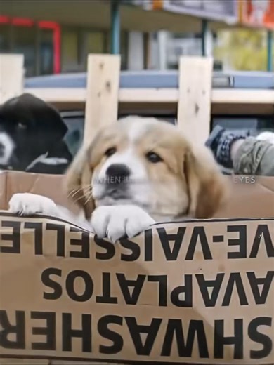 Bailey: The Heartwarming Dog Movie Ending Explained