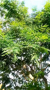 Guerir l'hemacie/ Rheumatism avec pterocarpus santalinus ou Bois de sandal rouge 🌿🌿🌿🌲🌲🌲🌲🌲🌲🌲🌲🌲🌲 | Viglo Komi