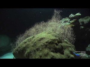 Coral Spawning in the Gulf of Mexico