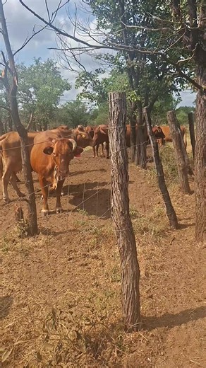 Strengthening Our Commercial Herd with Beefmaster Bulls