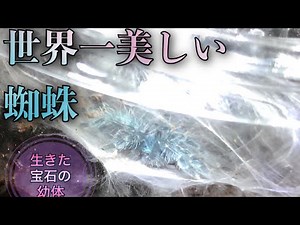 世界一美しい蜘蛛の紹介・飼育【アンティルピンクトゥ】タランチュラ幼体
