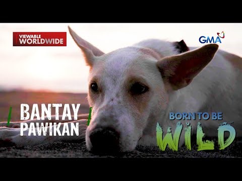 Aso, taga-protekta ng mga pawikan?! | Born to be Wild