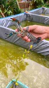 PART 1: BOTTOM DRAIN PIPING SETUP FOR CRAYFISH TRAPAL POND🦞🦞 #crayfish #crayfishfarmingphilippines #crayfishphilippines #fypviralシ #AustralianRedClawCrayfish #backyardfarming #PondSetup #trapalpond #PVCpiping | Felino Demeterio