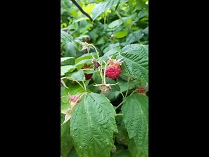 Raspberry Corral: A Novel Way to Support Raspberry Canes