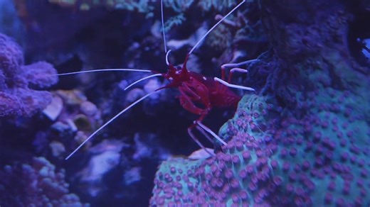 2.4K views · 39 reactions | The small but mighty cleaner shrimp play...
