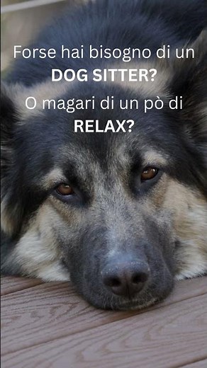 Dogsitter in Italia: la soluzione semplice con Helpy App
