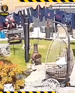 21K views · 45 reactions | incredible Lola Moments Caught by Accident! Life is full of surprises, and sometimes the camera captures the most unexpected and hilarious Lola moments! From funny reactions to unbelievable situations, these clips will leave you amazed. ✨#IncredibleMoments #CaughtOnCamera #FunnyClips #LolaMoments #Unbelievable | Life forever | Facebook