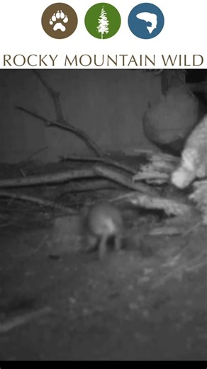 A look back at the Preble’s meadow jumping mouse. A Front Range species pushed into decline by habitat loss and fragmentation. Over the years, Rocky Mountain Wild has worked to uphold Endangered Species Act protections, including overturning a 2008 decision to split protections by state lines and filing a 2017 petition to keep science at the center. | Rocky Mountain Wild