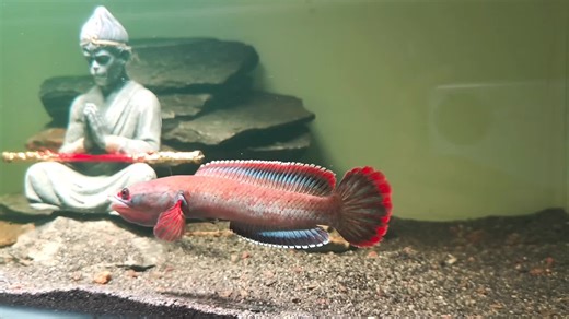 Channa Fire and Ice: Myanmar's Beauty in Nature