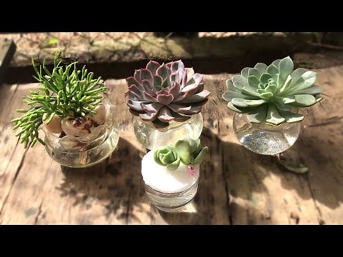 P289: Hướng Dẫn Cách Trồng SEN ĐÁ BẰNG NƯỚC Chi Tiết Nhất