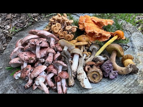 I found 14 kinds of edible mushrooms in the autumn forest in Japan.