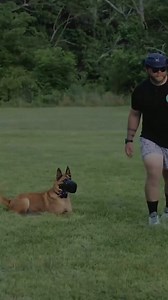 #K9Training #MilitaryDogs #WorkingDogs #DogTrainingLife #EliteK9 #TacticalDogs #K9Unit #DogObedience #ServiceDogs #USMilitaryDogs #TrainHardFightEasy #ProtectionDogs #CanineHeroes #DogsOfInstagram #DogTrainingUSA #K9Handlers | K-9 Guards