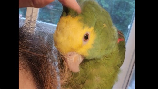 [双黄头亚马逊鹦鹉]超柔软