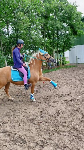 Spanish Walk Canter Trick Horse Dressage Video