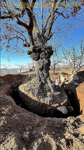 Rooting for the Future: How Ancient Tree Transplanting Preserves Nature’s Legacy