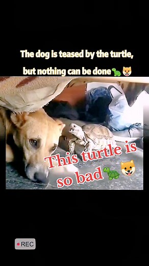 The tortoise was so bad that the dog felt wronged🐢🐶😒😒#turtle #dog #😂 #turtles #turtletok #reptile #reptiles
