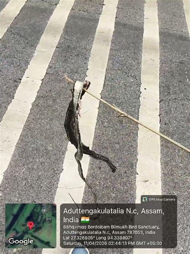 11.4.26 A Snake flattened by vehicles on the roadside of Bilmukh road near Bordoibam Birds Sanctuary