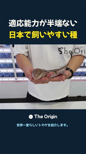適応能力が半端ない 日本で飼いやすい種