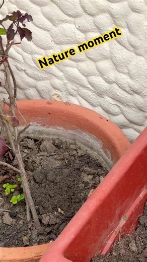 Master of Camouflage Spotted! 🦎🌳 #chameleon #reptiles #nature