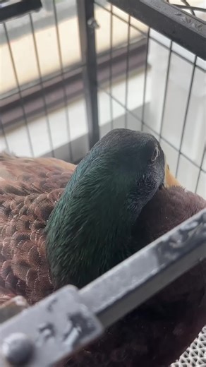 Understanding Ducks: Why Do They Cry?