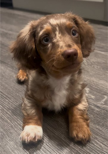 Adorable Mini Dachshund Puppy Compilation