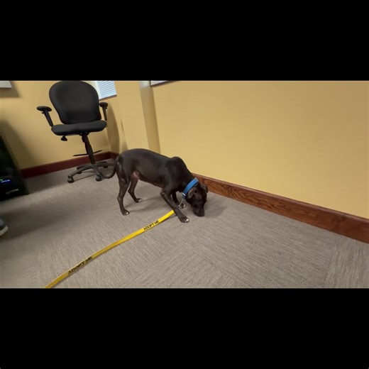 Meet Cipher our Country Critter of the week from the SPCA of Brevard Adoption Center sponsored by Woof Playcare in Palm Bay! https://woofplaycare.com/ LISTEN LIVE: https://www.thehitkicker.com/player/ | 102.7 The HitKicker