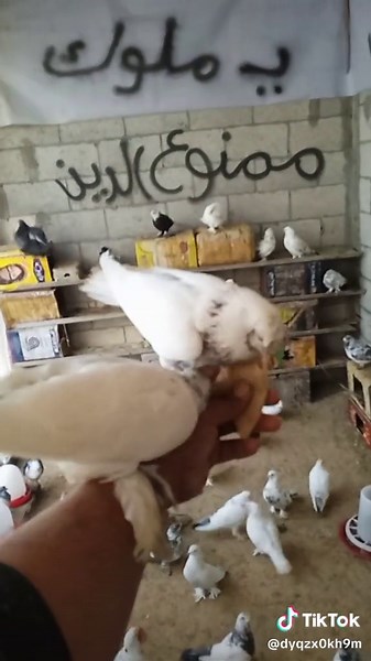 Feeding Pigeons in a Cozy Coop Setting