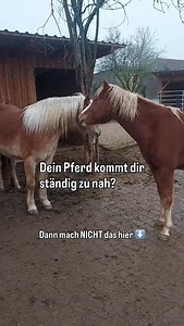 4.6K views · 39 reactions | Es fängt ganz subtil an… Du gibst deinem...