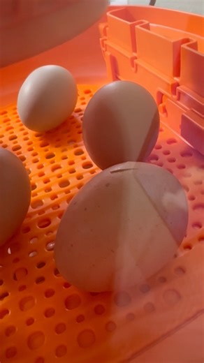 Day 20, and there is a small pip! #hatchingeggs #chicks