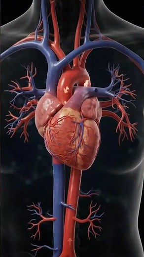 What Happens Inside Your Body When You Exercise Every Day? 💪 | Daily Exercise Explained #fitness