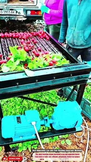 Best Innovative Leaf and Fruit Cleaning Separator Machine