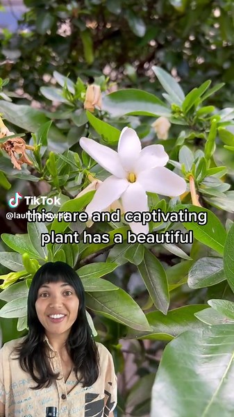 Nāʻū: The Critically Endangered Native Hawaiian Gardenia