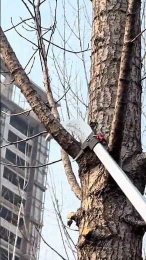 Cutting branches from tall trees using a pole saw tool to maintain environment safety and cleanlines