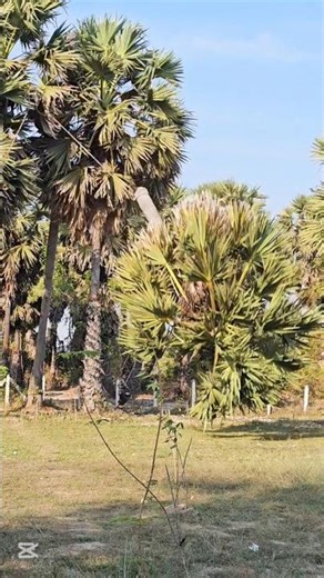 Cutting Down a Palm Tree | Real Tree Cutting Activity in the Countryside 🌴
