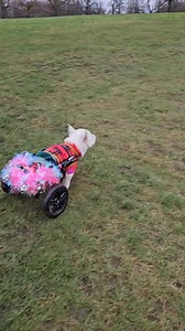 157K views · 12K reactions | Pumpkin definitely had her weetabix for breakfast yesterday!! She was like a little pocket rocket  According to her we needed some exercise after all the cheese & chocolate we've eaten 藍藍藍 | Pumpkin The Wheelie Westie Warrior | Facebook