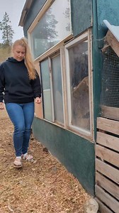 Just Your Daily Dose of Barnyard Drama and Fluff #barnlife #farmlife | Mountain Spring Homestead