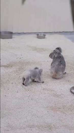 Adorable Baby Koala Follows Its Mom | Cute Koala Moments in Australia 🐨