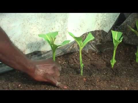 Preparing teak cuttings