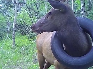 Colorado Elk With Tire Around Its Neck For 2 Years Freed