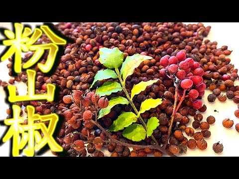 【粉山椒】手作りで粉山椒作ってみた！