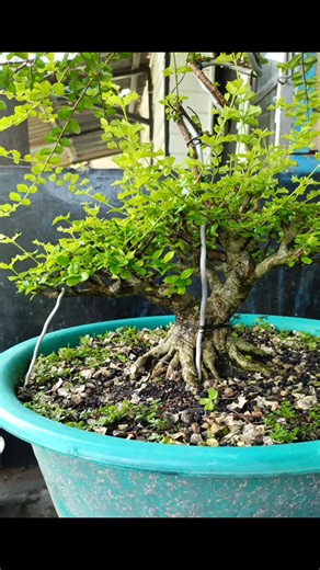 Simple technique #fblifestyle | Karimun Java