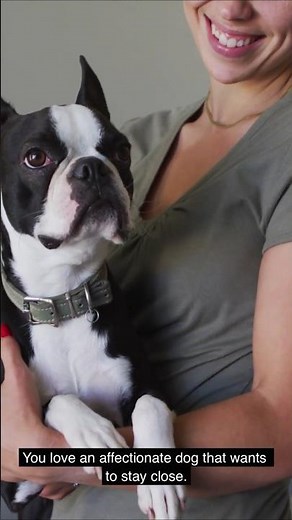 7 Signs a Boston Terrier Is Right for You