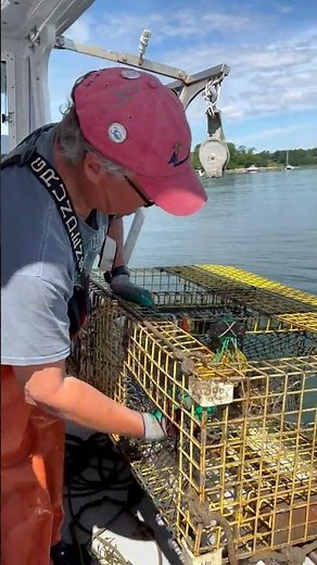 #Short How Lobster Traps Work