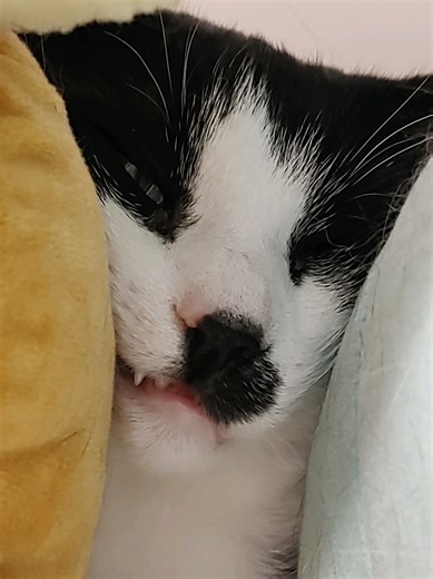 Flandre Scarlet Template Trend Explained